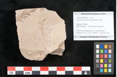 Foto (Objekt + Etikett) von Taxodium distichum miocenicum Heer (NHMW-GEO-2024-0188-6428)